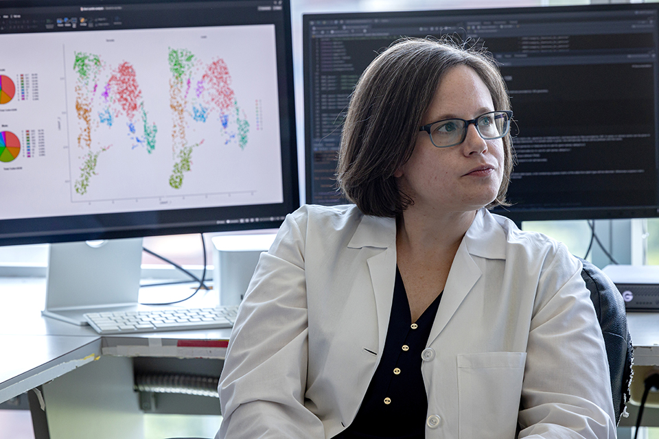 Elise Alspach, Ph.D., and her team identify sex-based differences in immune responses against tumors Elise Alspach, Ph.D., does research on a computer in a lab on SLU's campus. Her back is turned away from the computer screen.